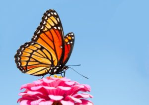 Brilliant Viceroy butterfly feeding