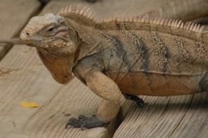 Land Iguana on dock of Island at La Parguera, Puerto Rico